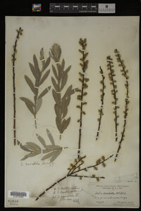 Salix candida image