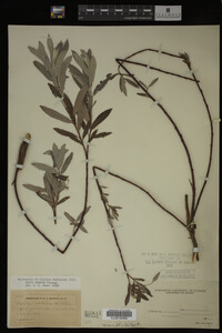 Salix candida image
