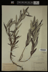 Salix candida image