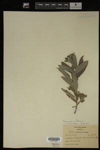 Salix candida image