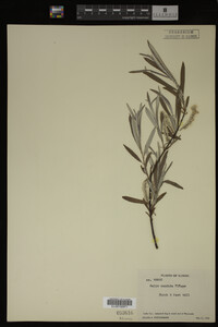 Salix candida image