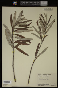 Salix candida image