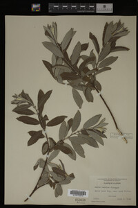Salix candida image