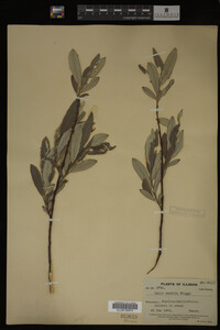 Salix candida image