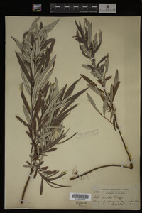 Salix candida image