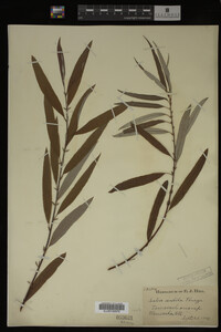 Salix candida image