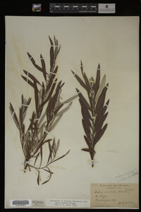 Salix candida image