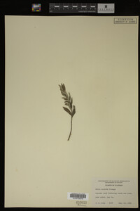 Salix candida image