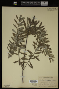 Salix candida image