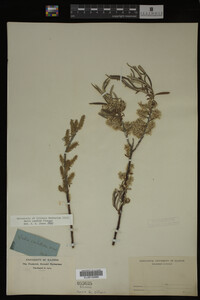 Salix candida image