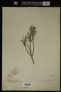 Salix candida image