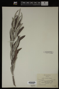 Salix candida image
