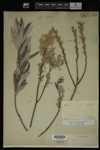 Salix candida image