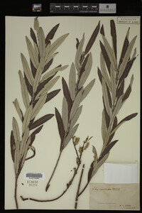 Salix candida image