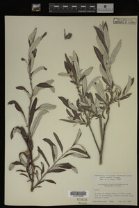 Salix candida image