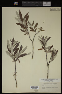 Salix candida image