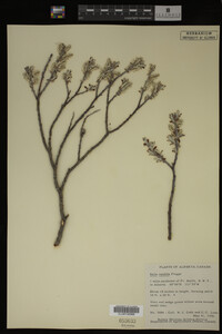 Salix candida image