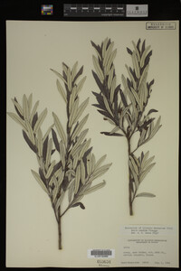 Salix candida image
