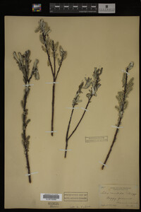 Salix candida image
