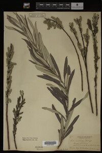 Salix candida image