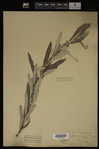 Salix candida image
