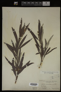 Salix candida image