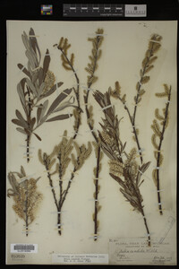Salix candida image