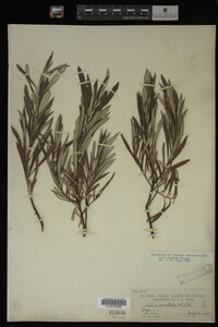 Salix candida image