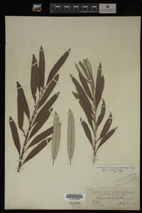 Salix candida image