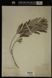 Salix candida image