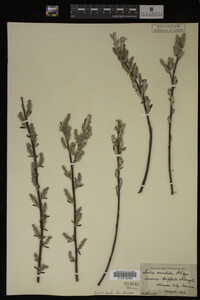 Salix candida image