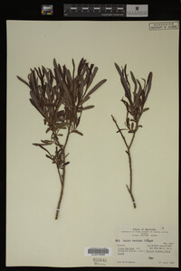 Salix candida image