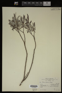 Salix candida image