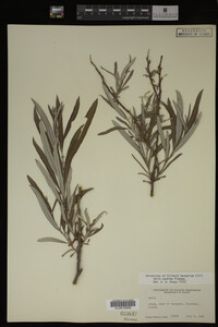 Salix candida image