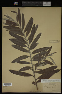 Salix candida image