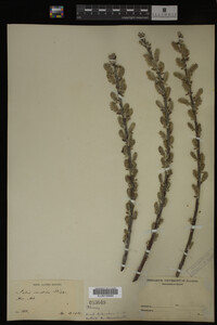 Salix candida image