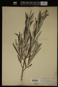 Salix candida image