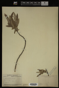Salix candida image