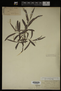 Salix candida image