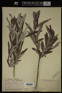 Salix candida image