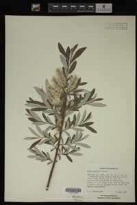 Salix candida image
