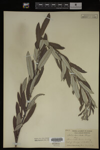 Salix candida image