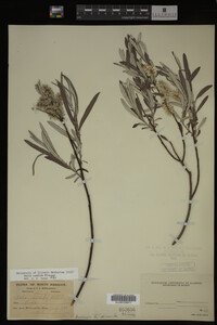 Salix candida image