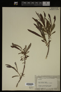 Salix candida image