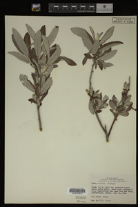 Salix candida image