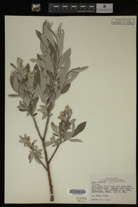 Salix candida image