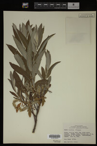 Salix candida image