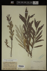 Salix candida image