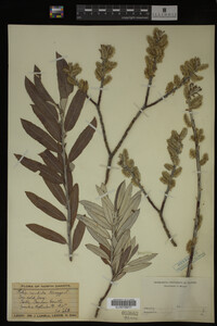 Salix candida image