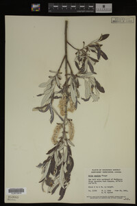 Salix candida image